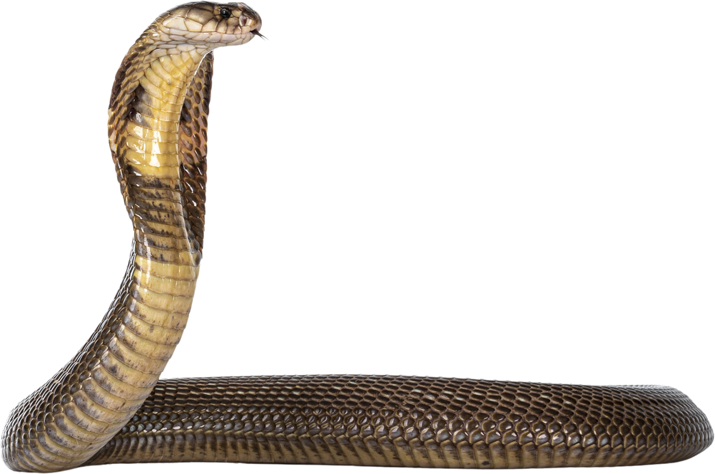 Monocled cobra snake on transparent